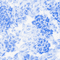 Azure Meadow